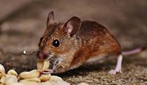 24 Hour & Emergency Exterminators in OKC, OK